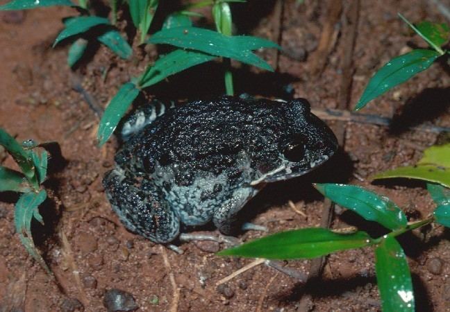 Marbled frog Marbled frog Limnodynastes convexiusculus Department of