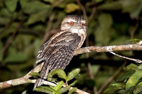 Marbled frogmouth Marbled Frogmouth Bushpea 613