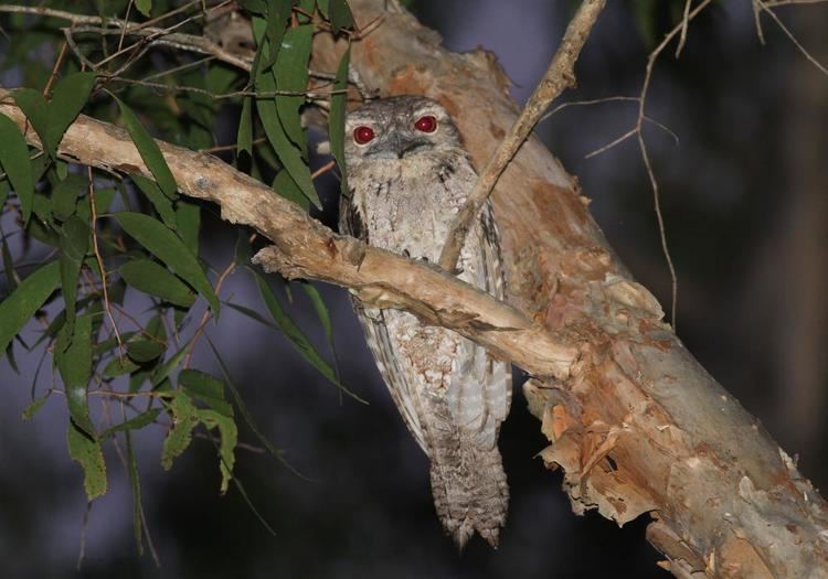 Marbled frogmouth Marbled Frogmouth Podargus ocellatus videos photos and sound