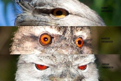 Marbled frogmouth Marbled Frogmouth Bushpea 813
