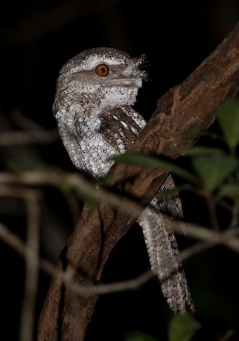 Marbled frogmouth Marbled Frogmouth Podargus ocellatus Wildiaries