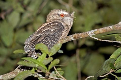 Marbled frogmouth Marbled Frogmouth Bushpea 713