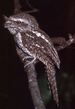 Marbled frogmouth Marbled Frogmouth Podargus ocellatus Planet of Birds