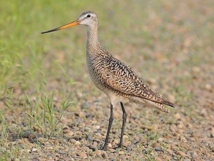 Marbled godwit Marbled Godwit Identification All About Birds Cornell Lab of