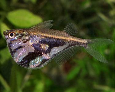 Marbled hatchetfish wwwaquariumdomaincomadSocialPFBasefilepicp