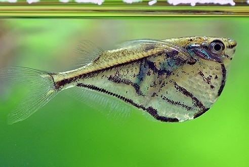 Marbled hatchetfish Marbled Hatchet Fish Carnegiella strigata Profile with care