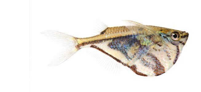 Marbled hatchetfish Fish profile Marbled Hatchetfish