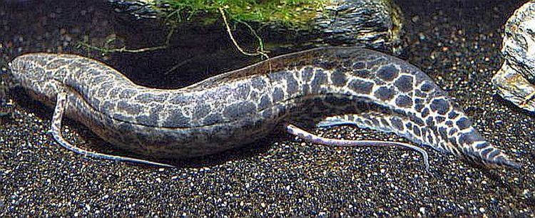 Marbled lungfish Marbled Lungfish Tropical Fish Keeping