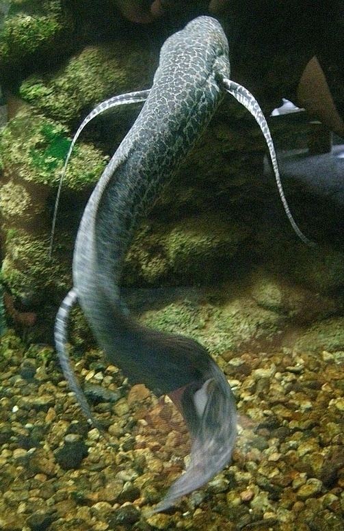 Marbled lungfish Marbled lungfish Wikipedia