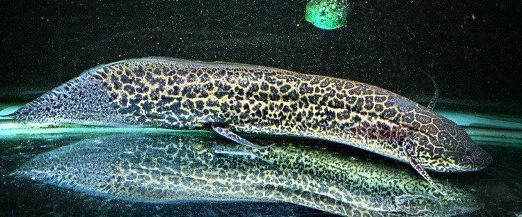 Marbled lungfish Malay My very first time keeping quotMarbled lungfishquot Protopterus