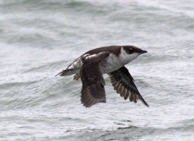 Marbled murrelet Marbled Murrelet Identification All About Birds Cornell Lab of