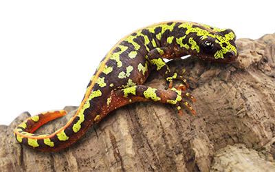 Marbled newt Peregrine Livefoods Marbled Newt