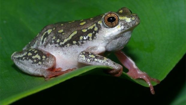 Marbled reed frog Voortrekker frogs How the painted reed frog moved to the Cape News24
