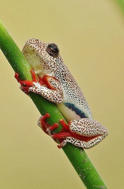 Marbled reed frog 1000 images about Reed Frogs on Pinterest Zimbabwe Africa and