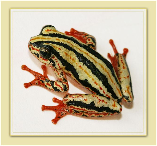 Marbled reed frog Painted Reed frog by AngiWallace on DeviantArt