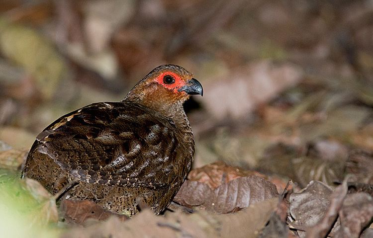 Marbled wood quail Surfbirds Online Photo Gallery Search Results