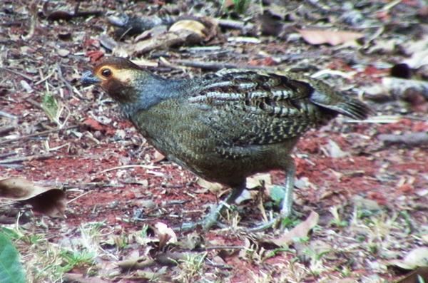 Marbled wood quail Marbled Woodquail Odontophorus gujanensis videos photos and