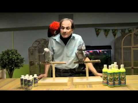 Marc Morrone Buy Parrots and Exotic Pets Parrots of the World Pet Shop