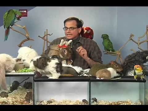 Marc Morrone Marc Morrone39s Holiday Pet Tips YouTube