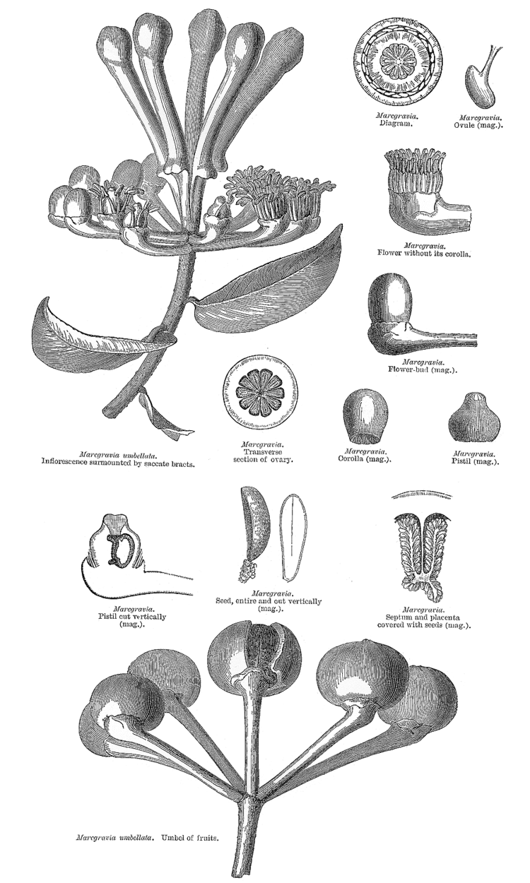 Marcgraviaceae deltaintkeycomangioimagesmarcg275gif