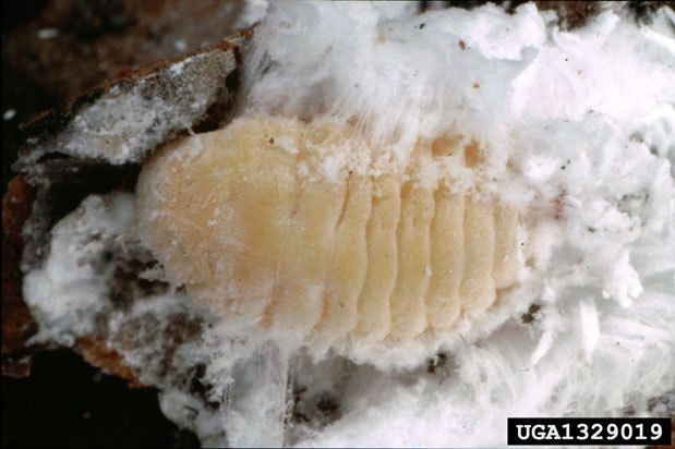 Marchalina hellenica Giant pine scale Pest insects and other invertebrates Pests