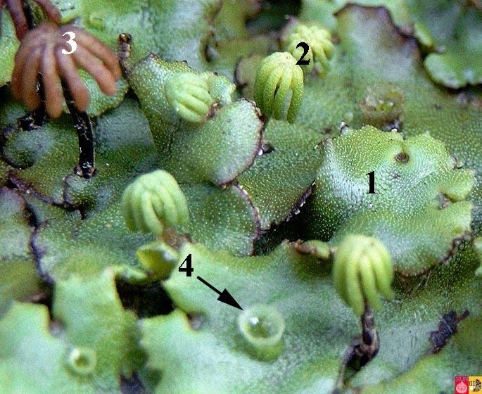 Marchantia Life cycle of Marchantia Hepatophyta Liverwort