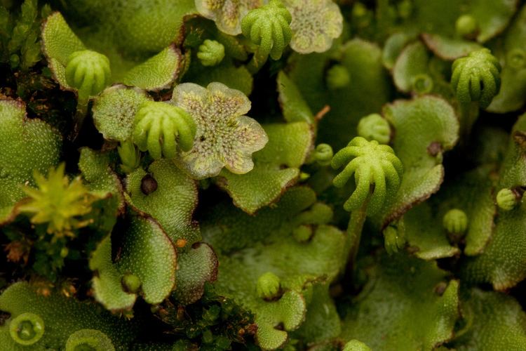 Marchantia polymorpha's close up shot