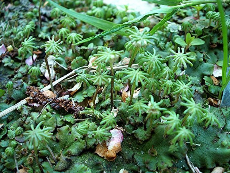 Marchantia polymorpha on the ground