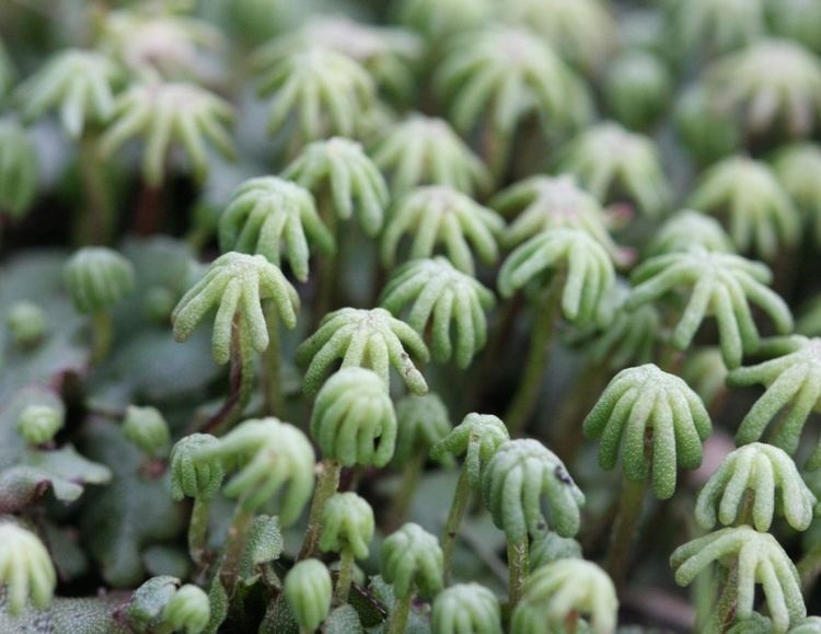 Marchantia polymorpha