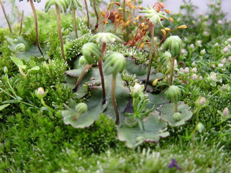 Marchantia polymorpha