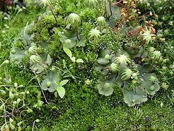 Marchantia polymorpha