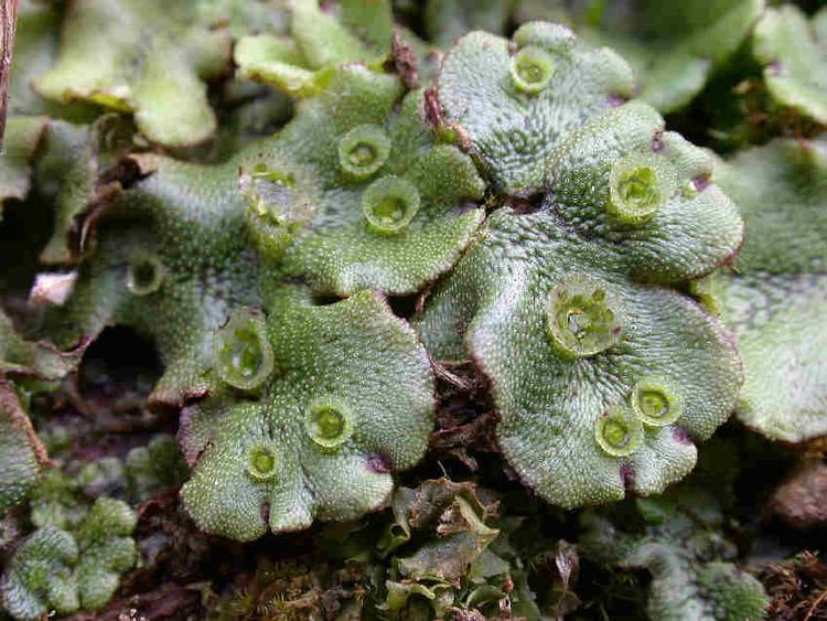 Marchantia polymorpha's close up shot
