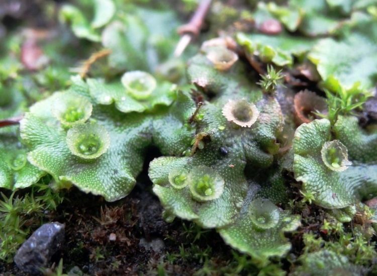 Marchantia polymorpha