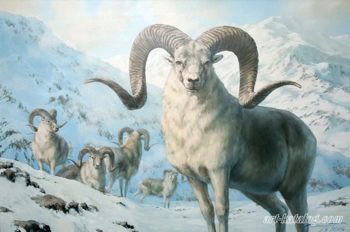 Marco Polo sheep polo sheep