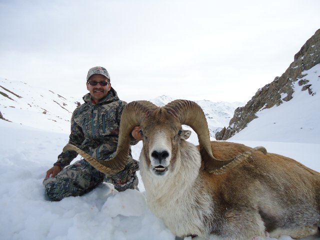 Marco Polo sheep Things to Consider When Hunting Marco Polo Sheep