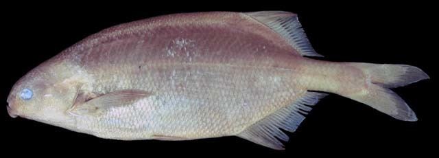 Marcusenius Fish Identification