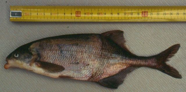 Marcusenius Fish Identification