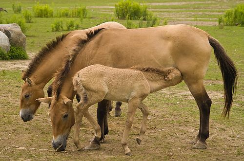 Mare milk Horse Milk