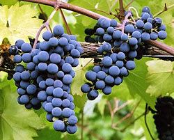 Marechal Foch Marechal Foch Grapes For Red Wine The Grape Varieties Vineyard