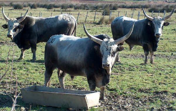 Maremmana Italian breeds of cattle Maremmana