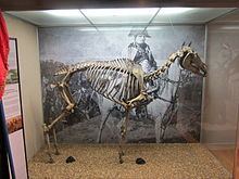 Marengo (horse) httpsuploadwikimediaorgwikipediacommonsthu