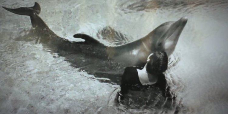 Margaret Howe Lovatt Scientist Says Relationship With Dolphin Was 39Sensuous39 The