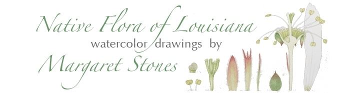 Margaret Stones Native Flora of Louisiana Watercolor drawings by Margaret Stones