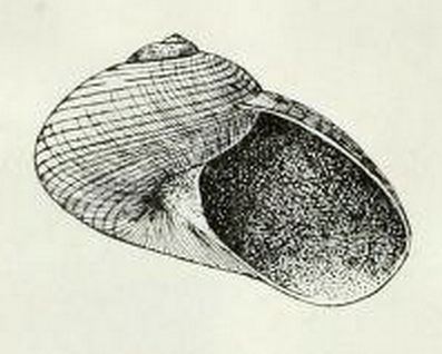 Margarites albolineatus