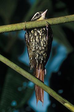 Margarornis httpsuploadwikimediaorgwikipediacommonsthu