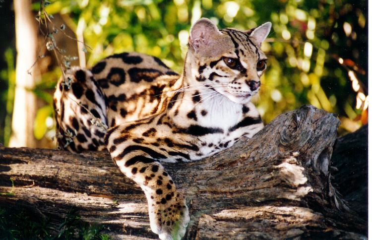 Margay Margay Facts History Useful Information and Amazing Pictures