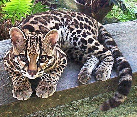 Margay 1000 images about Margay on Pinterest Cats Rainforest trees and