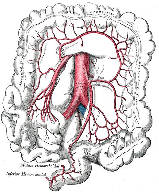 Marginal artery of the colon