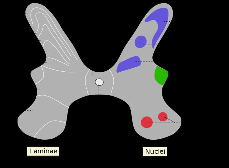 Marginal nucleus of spinal cord