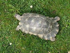 Marginated tortoise httpsuploadwikimediaorgwikipediacommonsthu